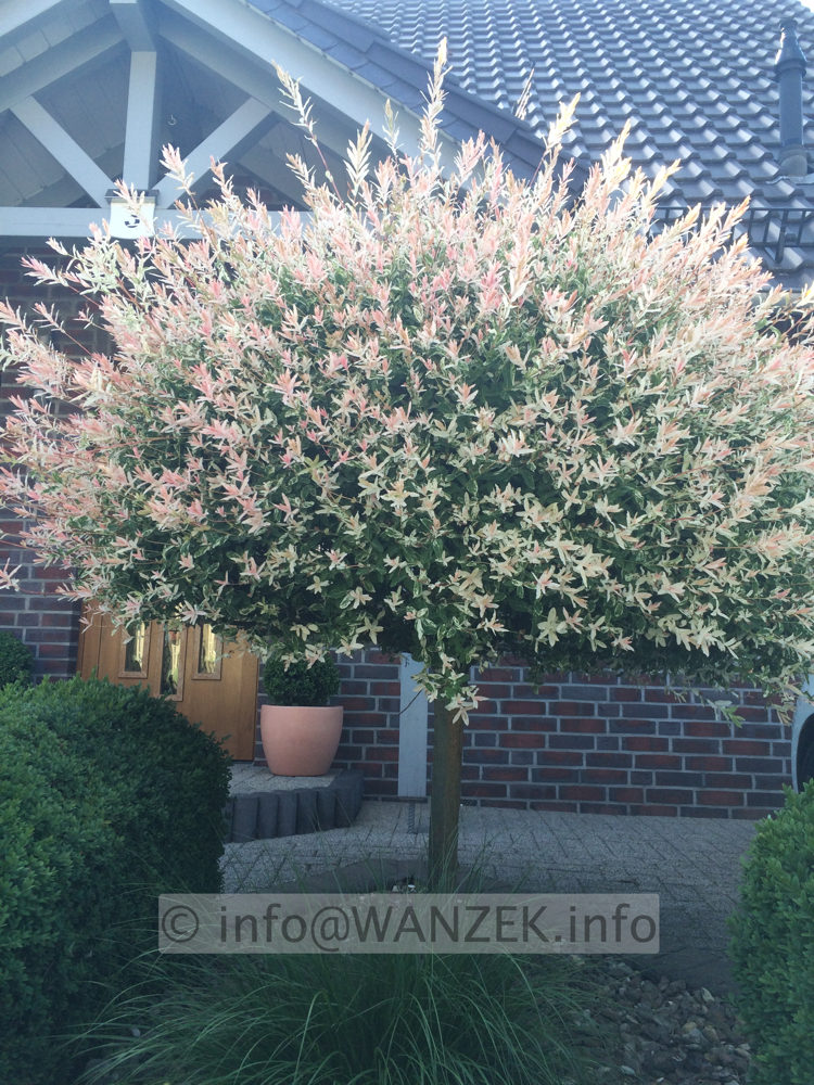 Salix integra Hakuro-Nishiki Sol 001.JPG